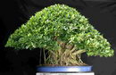 Ficus Microcarpa (Bonsai)